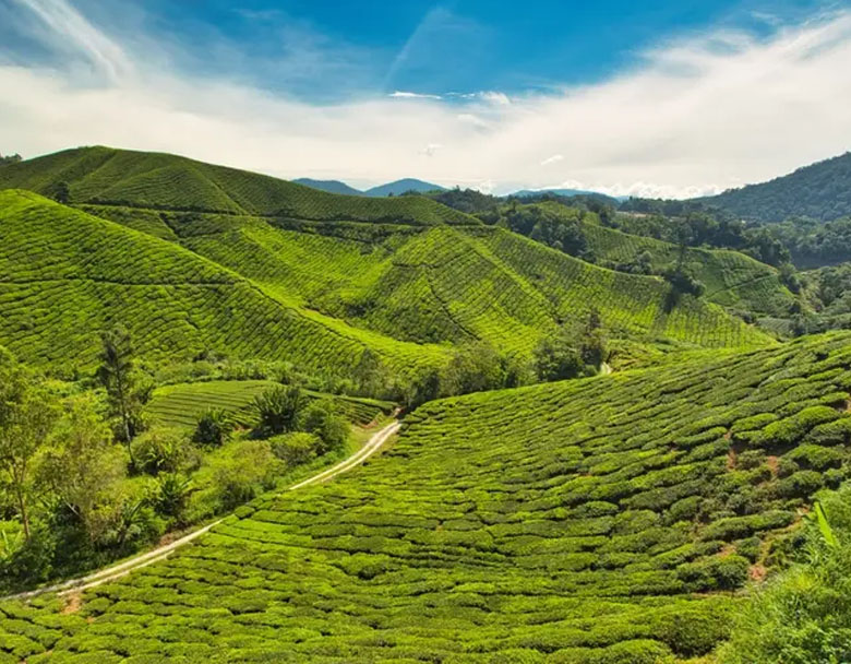 Cameron Highlands